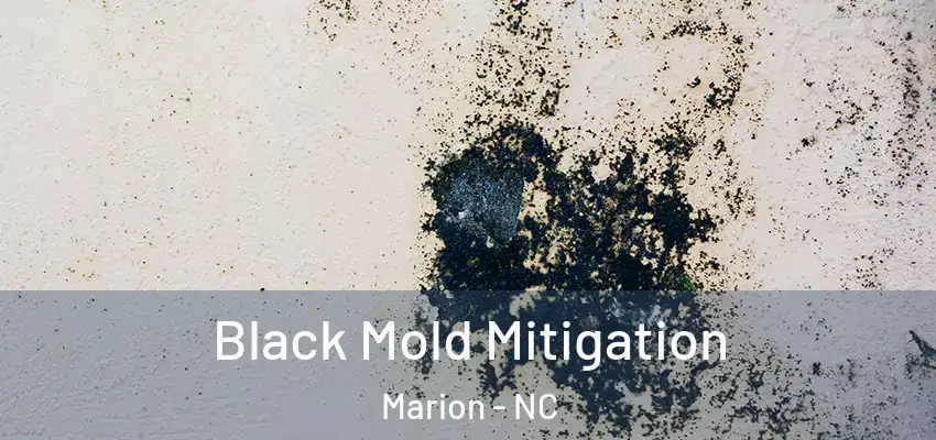 Black Mold Mitigation Marion - NC