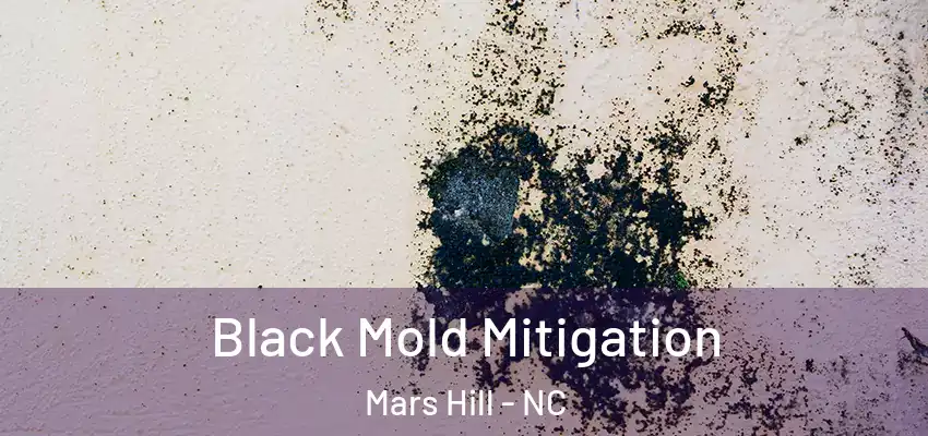 Black Mold Mitigation Mars Hill - NC