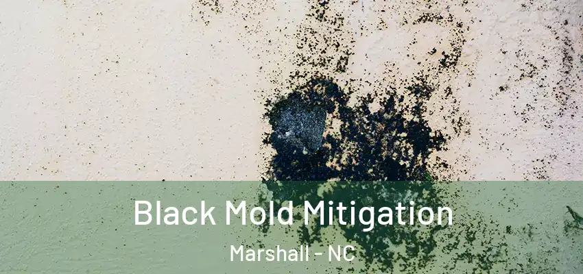  Black Mold Mitigation Marshall - NC