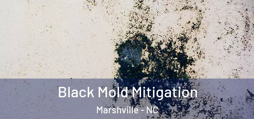 Black Mold Mitigation Marshville - NC