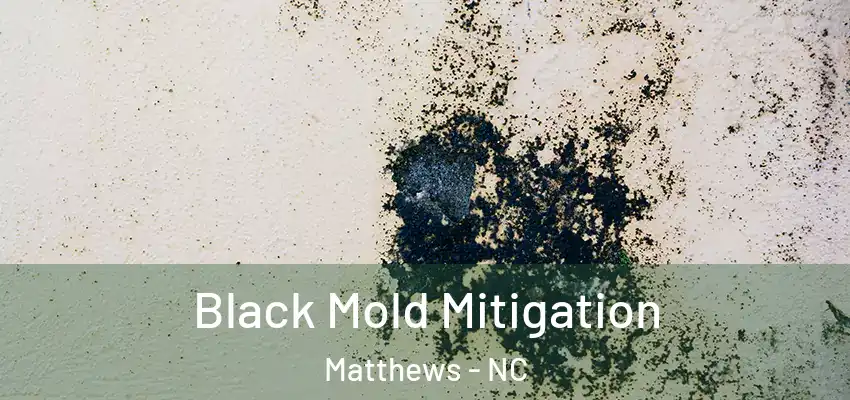 Black Mold Mitigation Matthews - NC