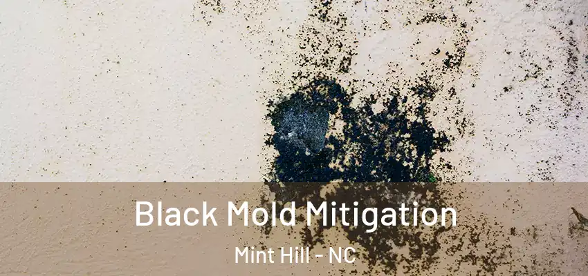 Black Mold Mitigation Mint Hill - NC
