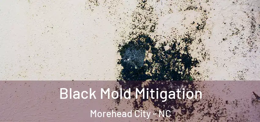 Black Mold Mitigation Morehead City - NC