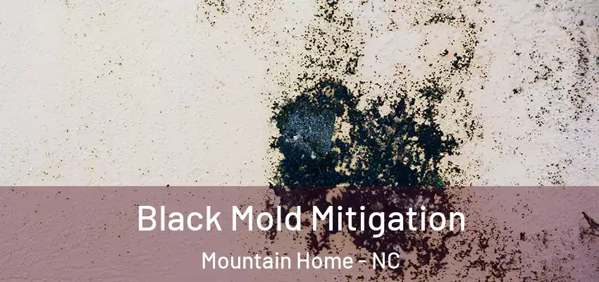 Black Mold Mitigation Mountain Home - NC