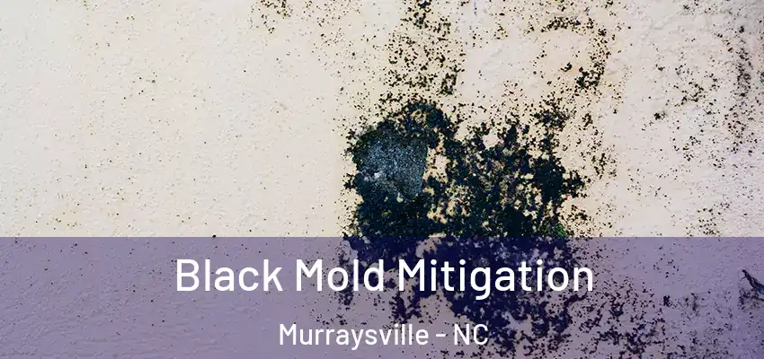  Black Mold Mitigation Murraysville - NC
