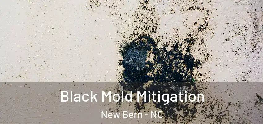  Black Mold Mitigation New Bern - NC