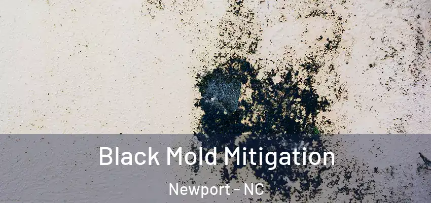 Black Mold Mitigation Newport - NC