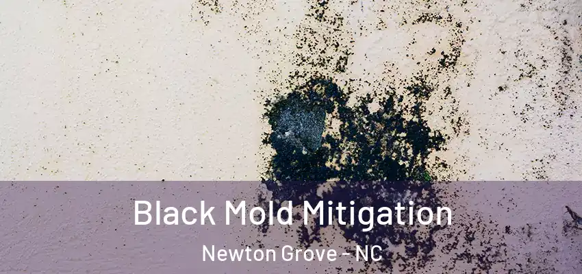  Black Mold Mitigation Newton Grove - NC