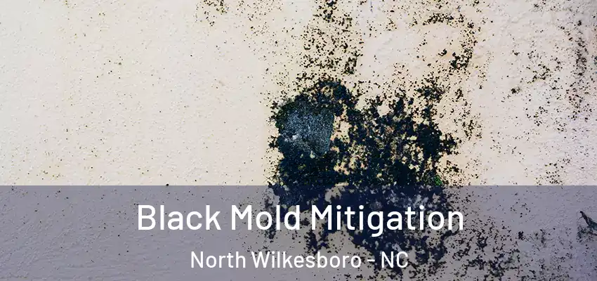 Black Mold Mitigation North Wilkesboro - NC