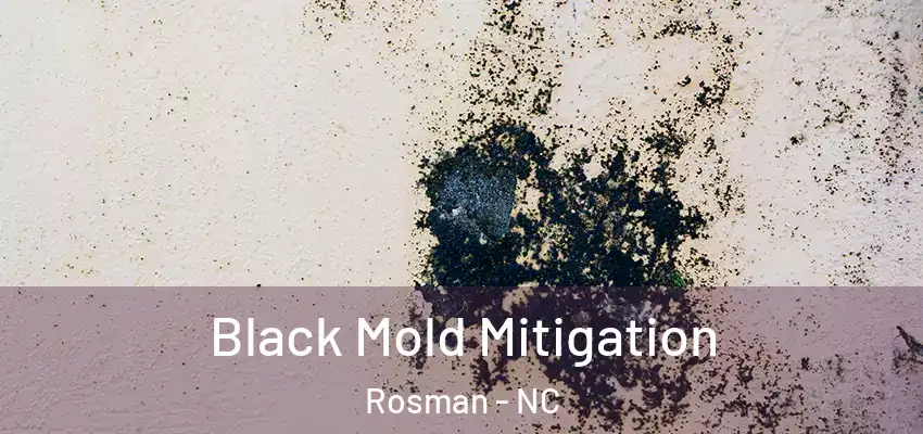 Black Mold Mitigation Rosman - NC