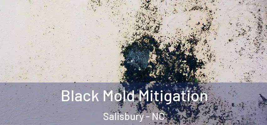 Black Mold Mitigation Salisbury - NC