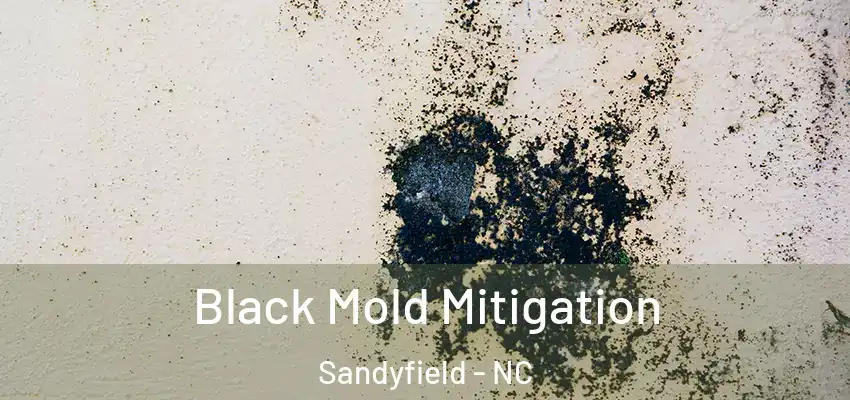 Black Mold Mitigation Sandyfield - NC