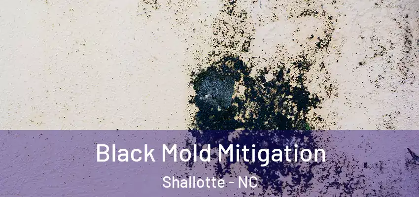Black Mold Mitigation Shallotte - NC