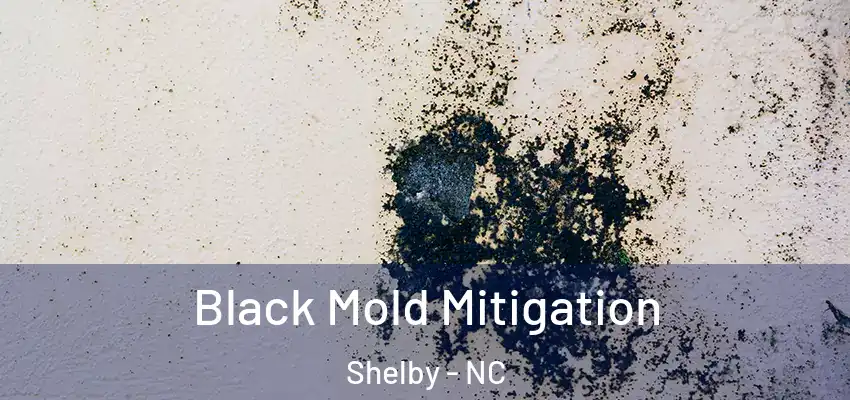  Black Mold Mitigation Shelby - NC
