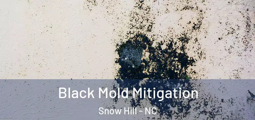 Black Mold Mitigation Snow Hill - NC