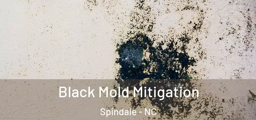 Black Mold Mitigation Spindale - NC