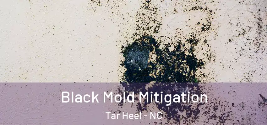  Black Mold Mitigation Tar Heel - NC