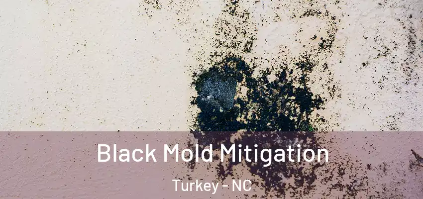 Black Mold Mitigation Turkey - NC