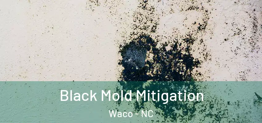  Black Mold Mitigation Waco - NC