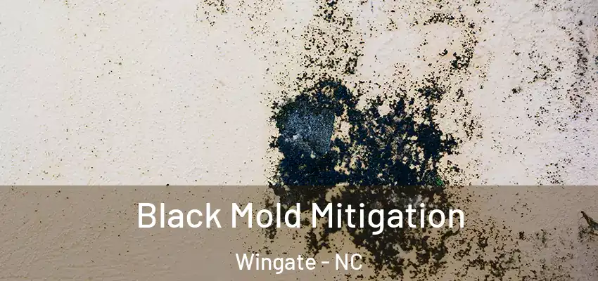 Black Mold Mitigation Wingate - NC