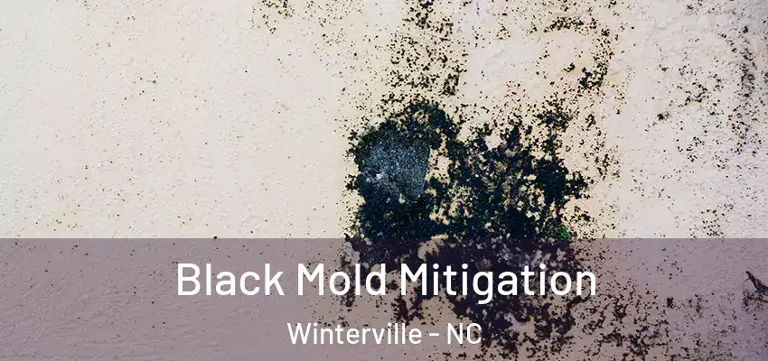  Black Mold Mitigation Winterville - NC