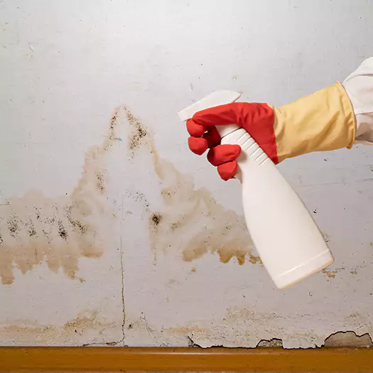 Trusted Black Mold Mitigation Specialists in Jacksonville, NC