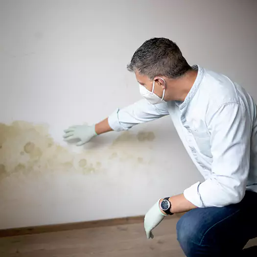 Trusted Mold Remediation and Removal Experts in Jacksonville, NC