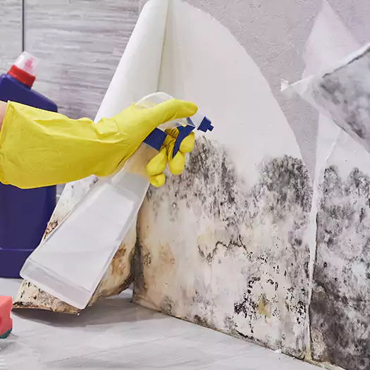 Reliable Mold Abatement Specialists in Jacksonville, NC