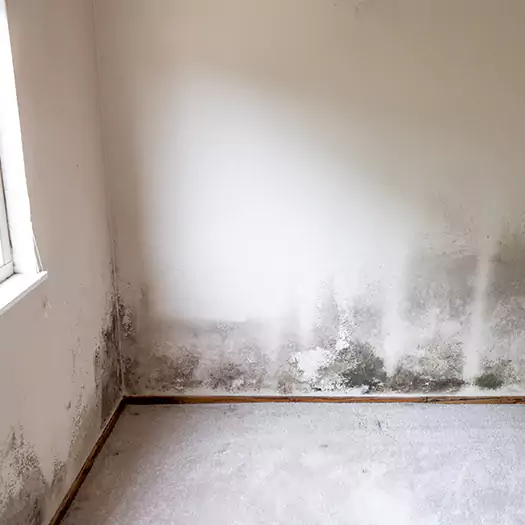 Trusted Mold Cleanup Specialists in Jacksonville, NC