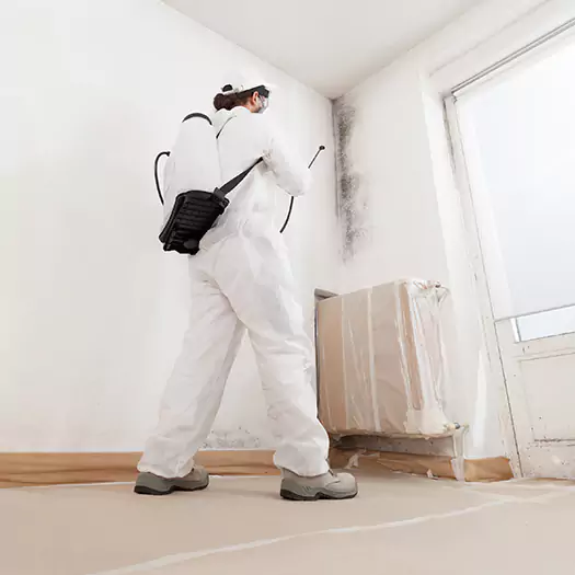 Trusted Mold Damage Experts in Jacksonville, NC