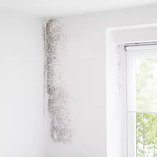 Trusted Mold Eradication Professionals Serving in Jacksonville, NC