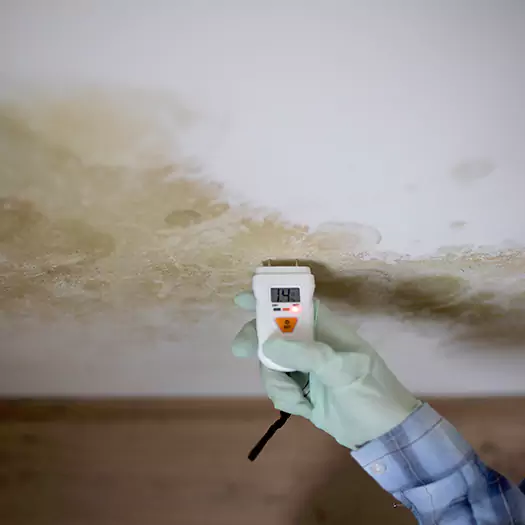 Reliable Mold Inspection Experts in Jacksonville, NC