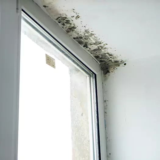 Trusted Mold on Bathroom Ceiling Experts in Jacksonville, NC