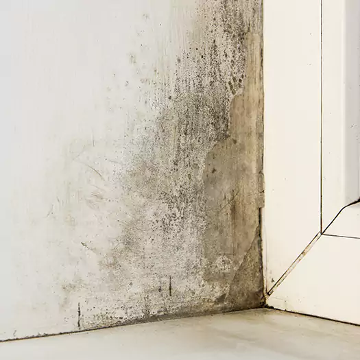 Skilled Mold on Drywall Experts in Jacksonville, NC