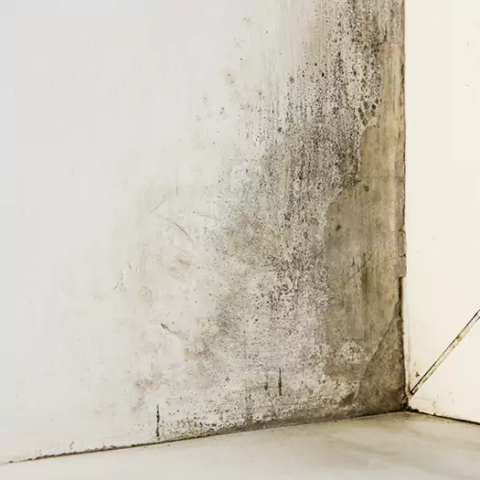 #1 Mold Remediation and Removal Experts in Jacksonville, NC