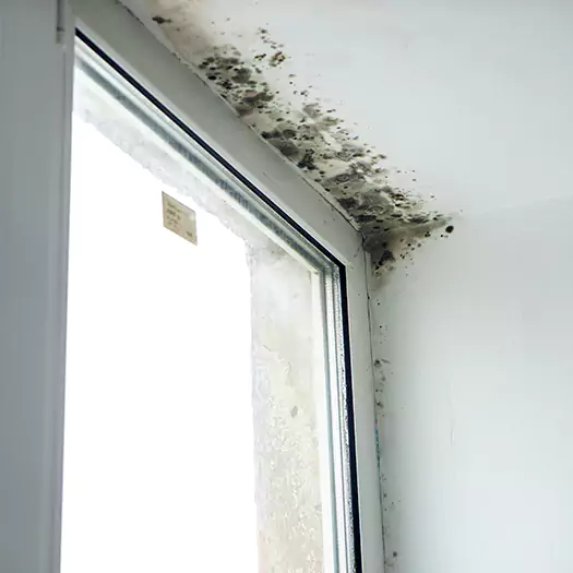Reliable Mold Treatment Specialists in Jacksonville, NC