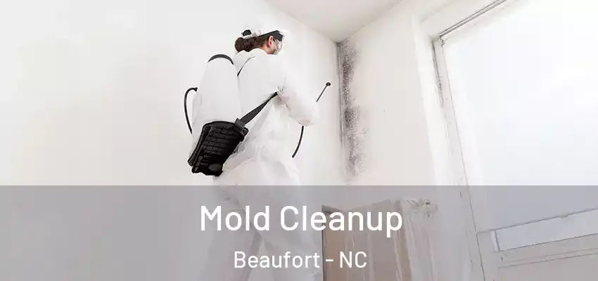  Mold Cleanup Beaufort - NC