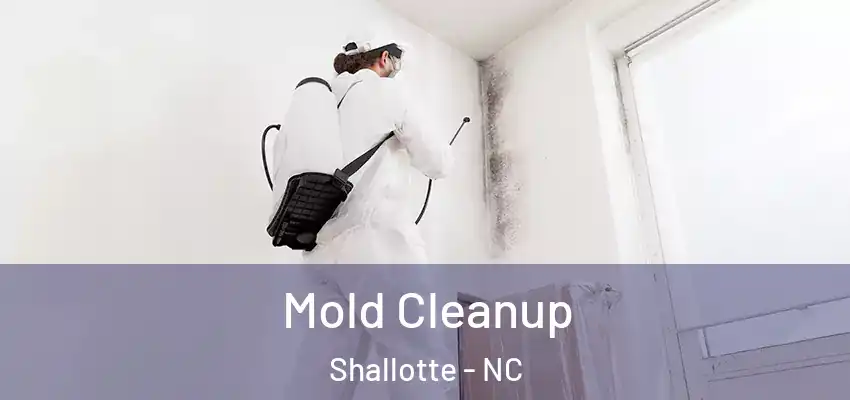 Mold Cleanup Shallotte - NC