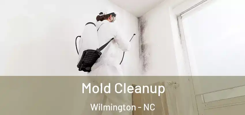  Mold Cleanup Wilmington - NC