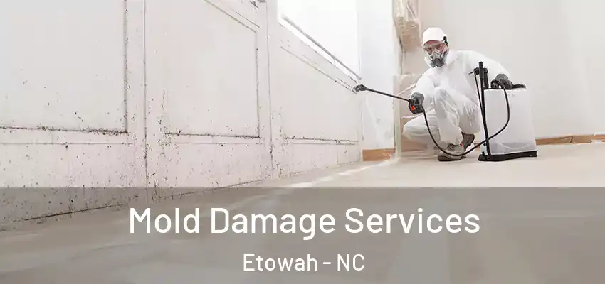  Mold Damage Services Etowah - NC