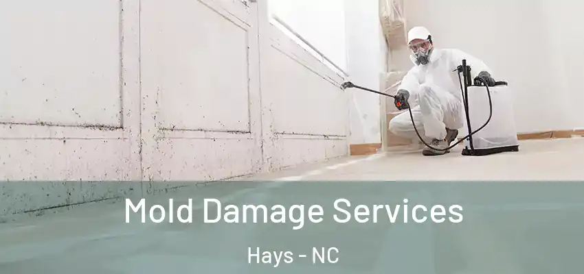 Mold Damage Services Hays - NC