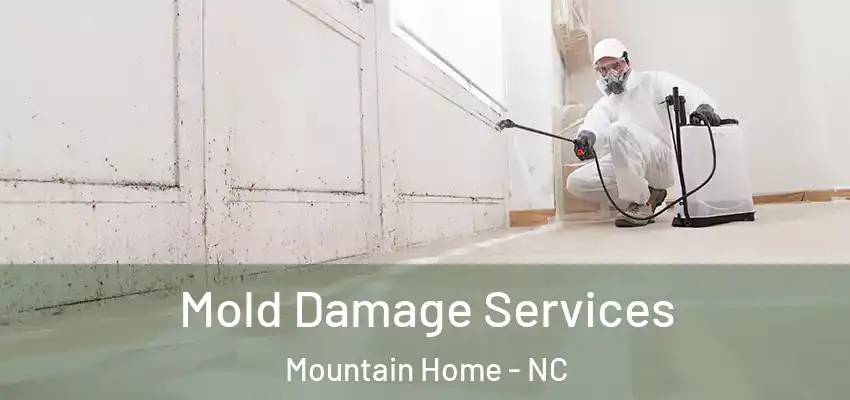  Mold Damage Services Mountain Home - NC