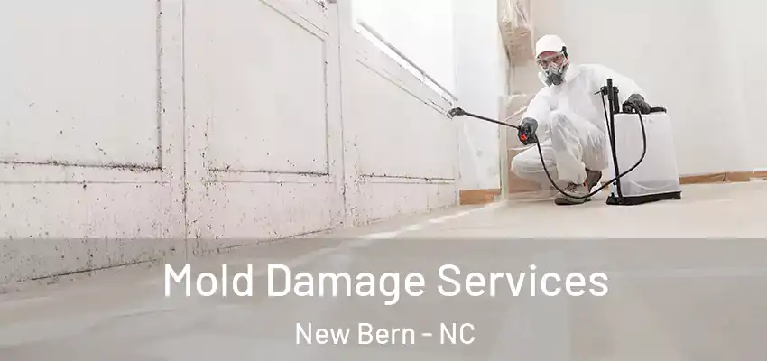  Mold Damage Services New Bern - NC