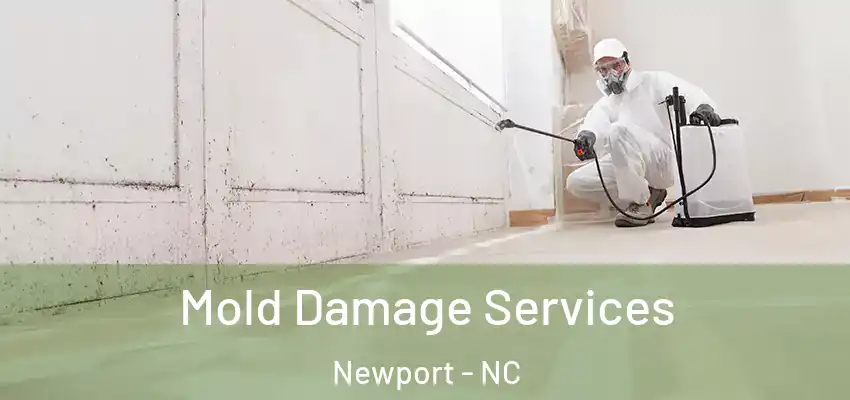 Mold Damage Services Newport - NC