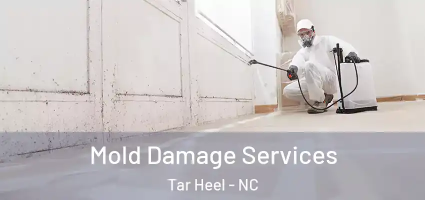 Mold Damage Services Tar Heel - NC