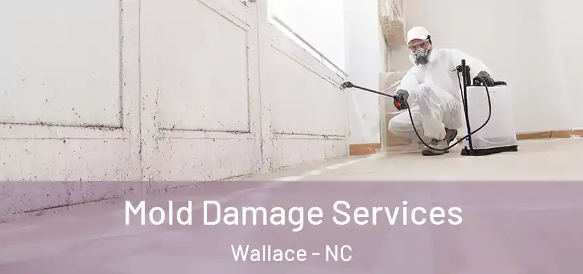Mold Damage Services Wallace - NC