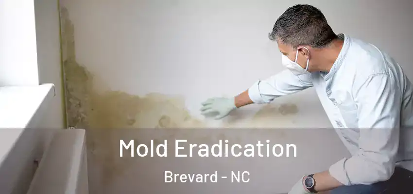 Mold Eradication Brevard - NC