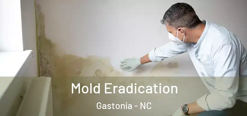 Mold Eradication Gastonia - NC