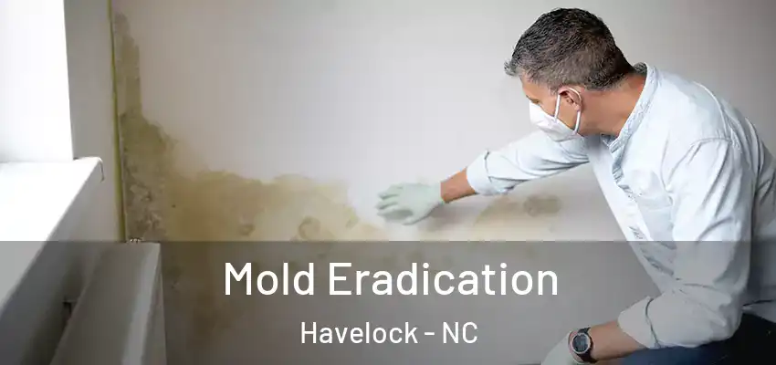  Mold Eradication Havelock - NC