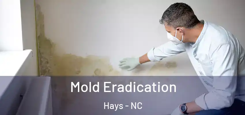 Mold Eradication Hays - NC